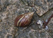 snail sx50hs IMG_1512.jpg