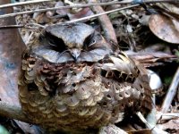 Collared Nightjar.JPG