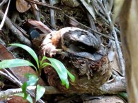 Collared Nightjar 2.JPG