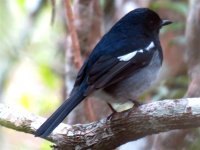 Mad Magpie-Robin.JPG