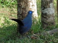 Blue Coua.JPG