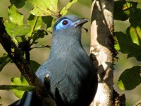 Blue Coua 2.JPG