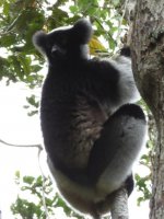 Indri 2.JPG