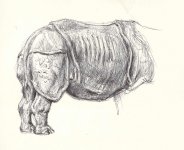 Indian-rhino-body.jpg