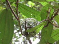 Paradise-Fly nest.JPG