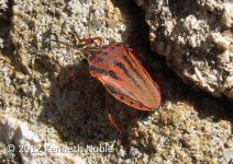 Crete shieldbug ex IMG_0302 (800).JPG