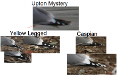 upton mystery gull.png