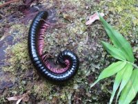 millipede.JPG