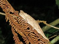 Brookesia superciliaris.JPG