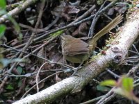 Mad Brush-Warbler.JPG