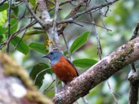 Forest Rock-Thrush.JPG