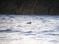 Common Scoter (800x603).jpg