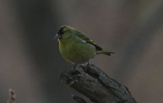 Eurasian Siskin.jpg