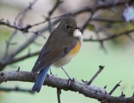 Red-flanked Bluetail 121022 IMG_2056 web.jpg