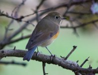 Red-flanked Bluetail 121022 IMG_2047 web.jpg