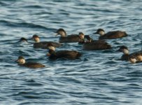 Common Scoter - male.jpg