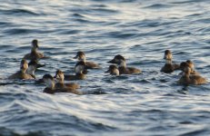 Common Scoter - dark face.jpg