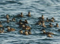 Common Scoter - male2.jpg