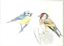 goldfinch blue tit.jpg