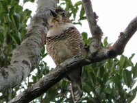 Short-legged Ground-Roller.JPG