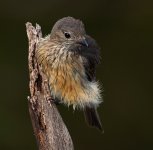 rufous whistler fem wet nex7 stxAPO DSC00976_edited-2.jpg