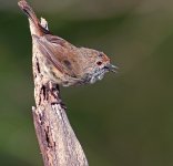 brown thornbill nex7 stxAPO DSC00871_edited-2.jpg