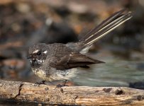 grey fantail nex7 stxAPO DSC01030_edited-2.jpg