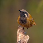 white eared honeyeater nex7 stxAPO DSC01241_edited-3.jpg