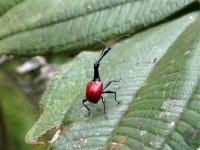 Giraffe-necked Weevil.JPG