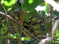 Green Tree-Boa.JPG