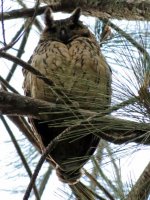 Mad Long-eared Owl.JPG