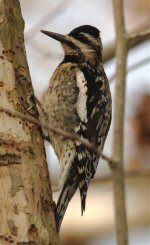 YB Sapsucker female.jpg