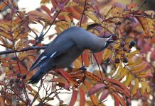 Waxwing_8577_660.jpg