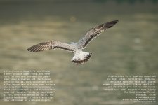 gull, yellow-legged013.jpg