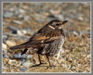 Dusky%20Thrush-XL.jpg