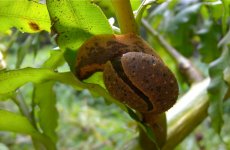 DSCN2440 inside-out snail sp..jpg