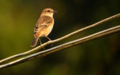 DSCN2459 Stejneger's Stonechat.jpg