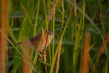 DSCN2463 Bright-capped Cisticola.jpg