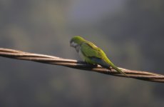 DSCN2455 Monk Parakeet.jpg