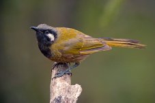 white eared honeyeater nex7 stxapo iso800 DSC01245_edited-3.jpg