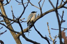 Azure-winged Magpie.jpg