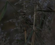 Common Reed Bunting.jpg