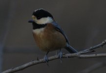 Varied tit.jpg