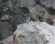 White Wagtail.jpg