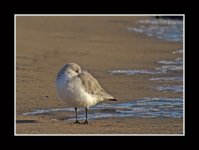 Sanderling-0002.jpg