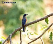 Chestnut-bellied Rockthrush.jpg