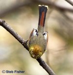 Chestnut-tailed Minla.jpg