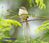 Hill Prinia.jpg