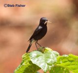 Pied Bushchat.jpg