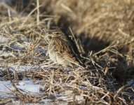 Eurasian Skylark.jpg